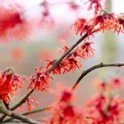 Toverhazelaar (Hamamelis Intermedia 'Diane')