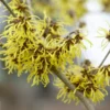 Toverhazelaar (Hamamelis Intermedia 'Westerstede')