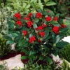 Skimmia (Skimmia Japonica 'Olympic Flame') -Groen Dome Verkoopwinkel visi66678