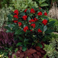 Skimmia (Skimmia Japonica 'Olympic Flame') -Groen Dome Verkoopwinkel visi66679