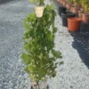 Witte Druif (Vitis Vinifera 'Suzi') -Groen Dome Verkoopwinkel vitis