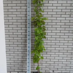 Sierdruif (Vitis Coignetiae) -Groen Dome Verkoopwinkel vitis coignetiae 175 200 c10