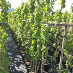 Witte Druif (Vitis Vinifera 'Italia') -Groen Dome Verkoopwinkel vitisitalia02