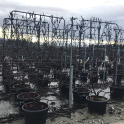 Druif Als Leivorm (Vitis Vinifera 'Red Globe')