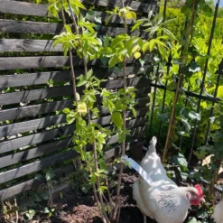 Vlier (Sambucus Nigra) -Groen Dome Verkoopwinkel vlier sambucus nigra