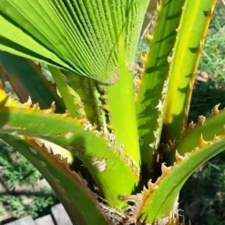 Washingtonia (Washingtonia Robusta) 16 Washingtonia (Washingtonia Robusta) -Groen Dome Verkoopwinkel washingtoniarobusta04