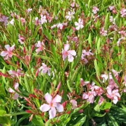 Roze Oleander (Nerium Oleander) -Groen Dome Verkoopwinkel whatsapp image 2022 06 09 at 10.59.18 am
