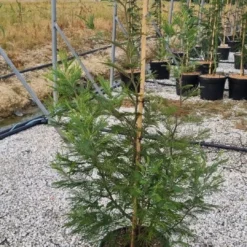 Mimosa (Acacia Dealbata) -Groen Dome Verkoopwinkel whatsapp image 2023 05 24 at 20.41.02