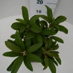 Rhododendron (Rhododendron 'Wilgen's Ruby') -Groen Dome Verkoopwinkel wilgens ruby c2 boven