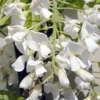 Blauwe Regen, Wit (Wisteria Brachybotrys 'Kapitan Fuji') -Groen Dome Verkoopwinkel wisteria