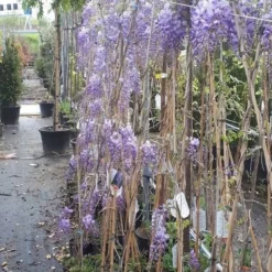 Blauwe Regen (Wisteria Sinensis 'Prolific') -Groen Dome Verkoopwinkel wisteria 1