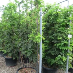 Blauwe Regen Als Leivorm (Wisteria Brachybotrys 'Yokohama Fuji') 18 Blauwe Regen Als Leivorm (Wisteria Brachybotrys 'Yokohama Fuji') -Groen Dome Verkoopwinkel wisteria 110x180 leivorm