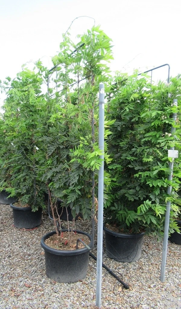 Blauwe Regen Als Leivorm (Wisteria Brachybotrys 'Yokohama Fuji') 10 Blauwe Regen Als Leivorm (Wisteria Brachybotrys 'Yokohama Fuji') - Afbeelding 8