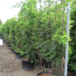 Blauwe Regen Als Leivorm (Wisteria Brachybotrys 'Yokohama Fuji') 17 Blauwe Regen Als Leivorm (Wisteria Brachybotrys 'Yokohama Fuji') -Groen Dome Verkoopwinkel wisteria 110x180 leivorm 2