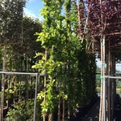 Blauwe Regen (Wisteria Sinensis 'Prolific') -Groen Dome Verkoopwinkel wisteria 300 400