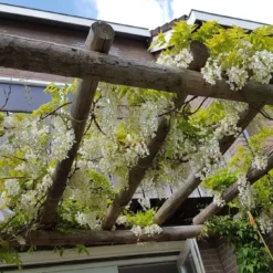 Japanse Blauwe Regen, Wit (Wisteria Floribunda 'Alba') -Groen Dome Verkoopwinkel wisteria f. alba