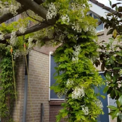 Japanse Blauwe Regen, Wit (Wisteria Floribunda 'Alba') -Groen Dome Verkoopwinkel wisteria f. long. alba
