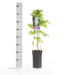 Japanse Blauwe Regen, Wit (Wisteria Floribunda 'Alba') -Groen Dome Verkoopwinkel wisteria floribunda alba