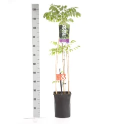 Japanse Blauwe Regen, Wit (Wisteria Floribunda 'Alba') -Groen Dome Verkoopwinkel wisteria floribunda alba 1.00 1.25