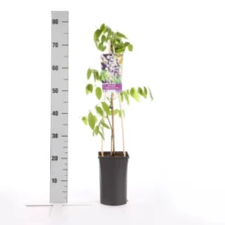 Blauwe Regen, Roze (Wisteria Floribunda 'Rosea') -Groen Dome Verkoopwinkel wisteria floribunda rosea