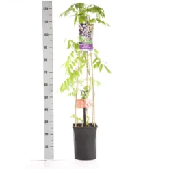 Blauwe Regen, Roze (Wisteria Floribunda 'Rosea') -Groen Dome Verkoopwinkel wisteria floribunda rosea 1.00 1.25