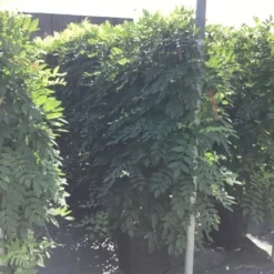 Blauwe Regen Als Leivorm (Wisteria Brachybotrys 'Yokohama Fuji') 14 Blauwe Regen Als Leivorm (Wisteria Brachybotrys 'Yokohama Fuji') -Groen Dome Verkoopwinkel wisteria lage leivorm 2