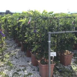 Blauwe Regen Als Leivorm (Wisteria Brachybotrys 'Yokohama Fuji') 13 Blauwe Regen Als Leivorm (Wisteria Brachybotrys 'Yokohama Fuji') -Groen Dome Verkoopwinkel wisteria lage leivorm c18