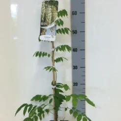 Japanse Blauwe Regen, Wit (Wisteria Floribunda 'Alba') -Groen Dome Verkoopwinkel wisteria sin. alba 80 100 c2