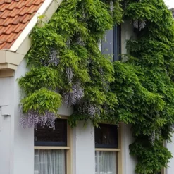 Blauwe Regen (Wisteria Sinensis 'Prolific') -Groen Dome Verkoopwinkel wisteria sin. prolific