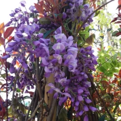 Blauwe Regen (Wisteria Sinensis 'Prolific') -Groen Dome Verkoopwinkel wisteria sin. prolific 2
