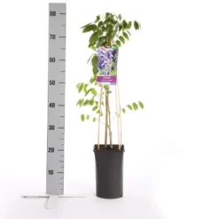 Blauwe Regen (Wisteria Sinensis 'Prolific') -Groen Dome Verkoopwinkel wisteria sinensis prolific