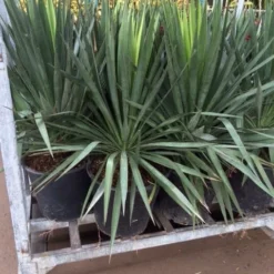 Palmlelie (Yucca Gloriosa) 34 Palmlelie (Yucca Gloriosa) -Groen Dome Verkoopwinkel yucca 1