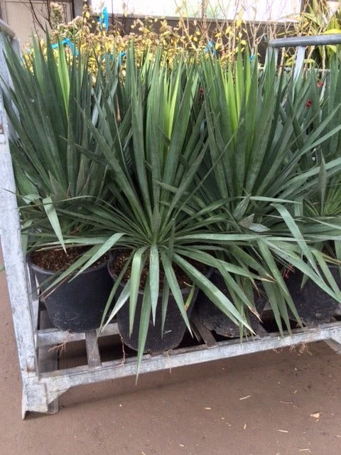 Palmlelie (Yucca Gloriosa) 18 Palmlelie (Yucca Gloriosa) - Afbeelding 16