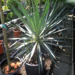 Palmlelie (Yucca Gloriosa) 22 Palmlelie (Yucca Gloriosa) -Groen Dome Verkoopwinkel yucca gloriosa 100 125 c50
