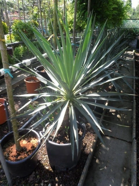 Palmlelie (Yucca Gloriosa) 17 Palmlelie (Yucca Gloriosa) - Afbeelding 15