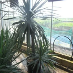 Palmlelie (Yucca Gloriosa) 24 Palmlelie (Yucca Gloriosa) -Groen Dome Verkoopwinkel yucca gloriosa 100stam c50