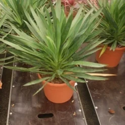 Palmlelie (Yucca Gloriosa) 29 Palmlelie (Yucca Gloriosa) -Groen Dome Verkoopwinkel yucca gloriosa 2