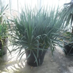 Palmlelie (Yucca Gloriosa) 30 Palmlelie (Yucca Gloriosa) -Groen Dome Verkoopwinkel yucca gloriosa struikvorm c110