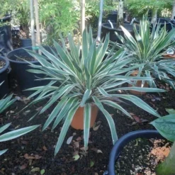 Palmlelie (Yucca Gloriosa 'Variegata') -Groen Dome Verkoopwinkel yucca gloriosa variegatum c10